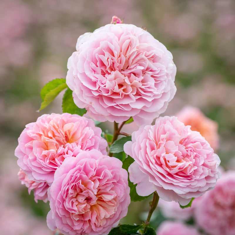 Rose David Austin Eustacia Vye Bare Root