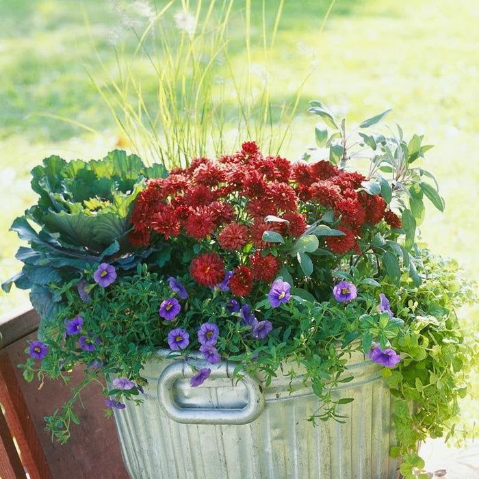 CLASS Autumn Arrangements: Designing Your Fall Containers