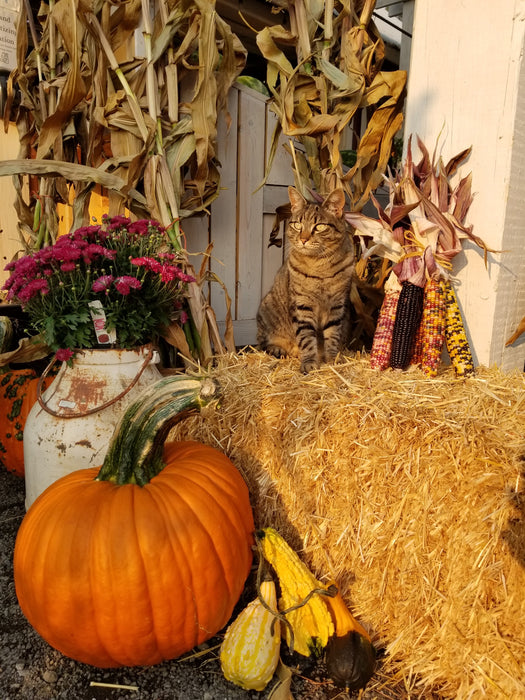 CLASS Autumn Arrangements: Designing Your Fall Containers