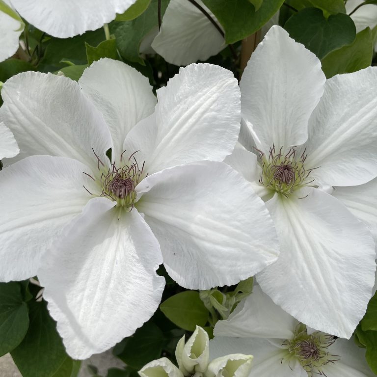 Clematis Guernsey Flute - 1 Gallon