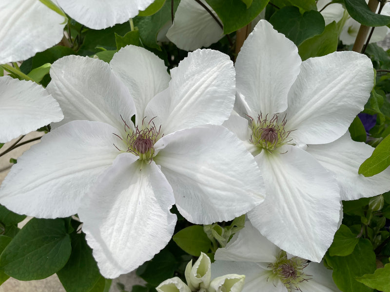 Clematis Guernsey Cream - 1 Gallon