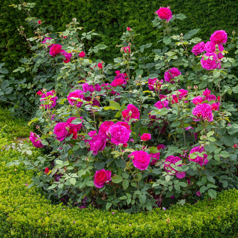 Rose David Austin Gabriel Oak Rose Bare Root Own Root