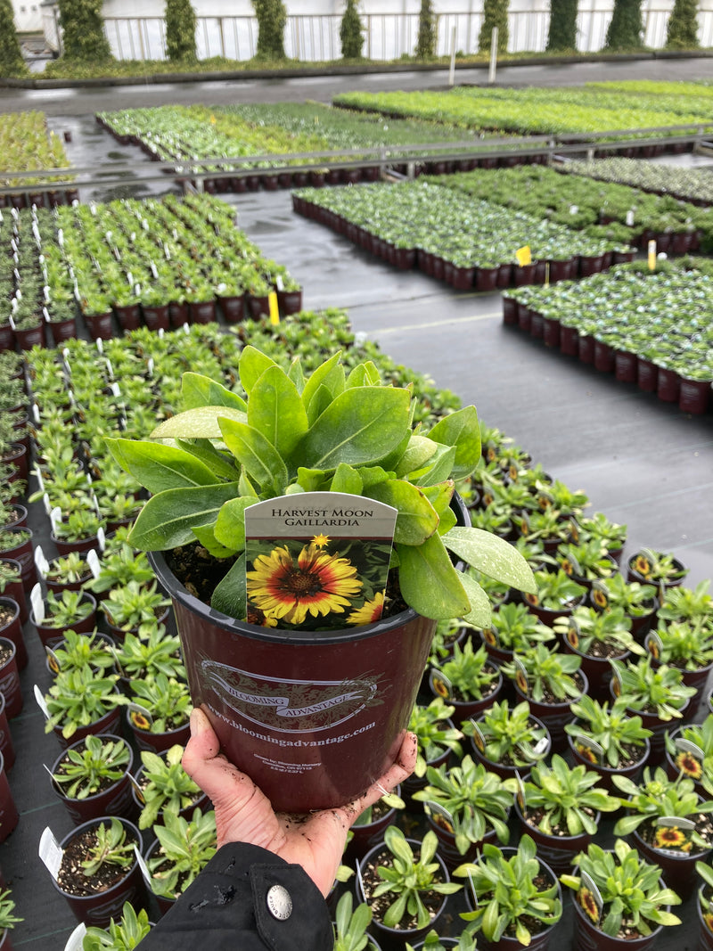 Gaillardia Harvest Moon - 1 Gallon