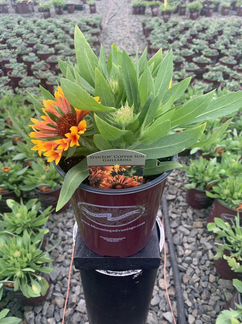 Gaillardia Spintop Copper Sun - 1 Gallon