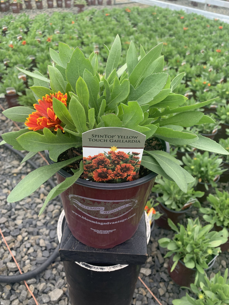 Gaillardia Spintop Copper Sun - 1 Gallon