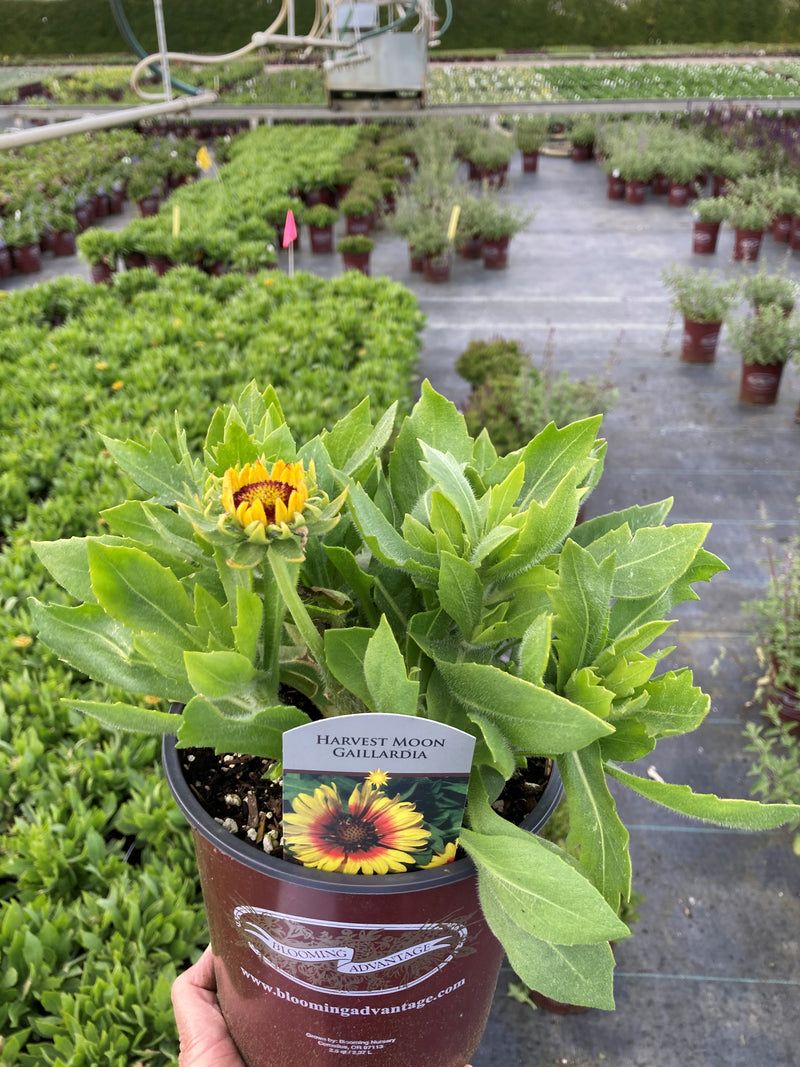 Gaillardia Harvest Moon - 1 Gallon