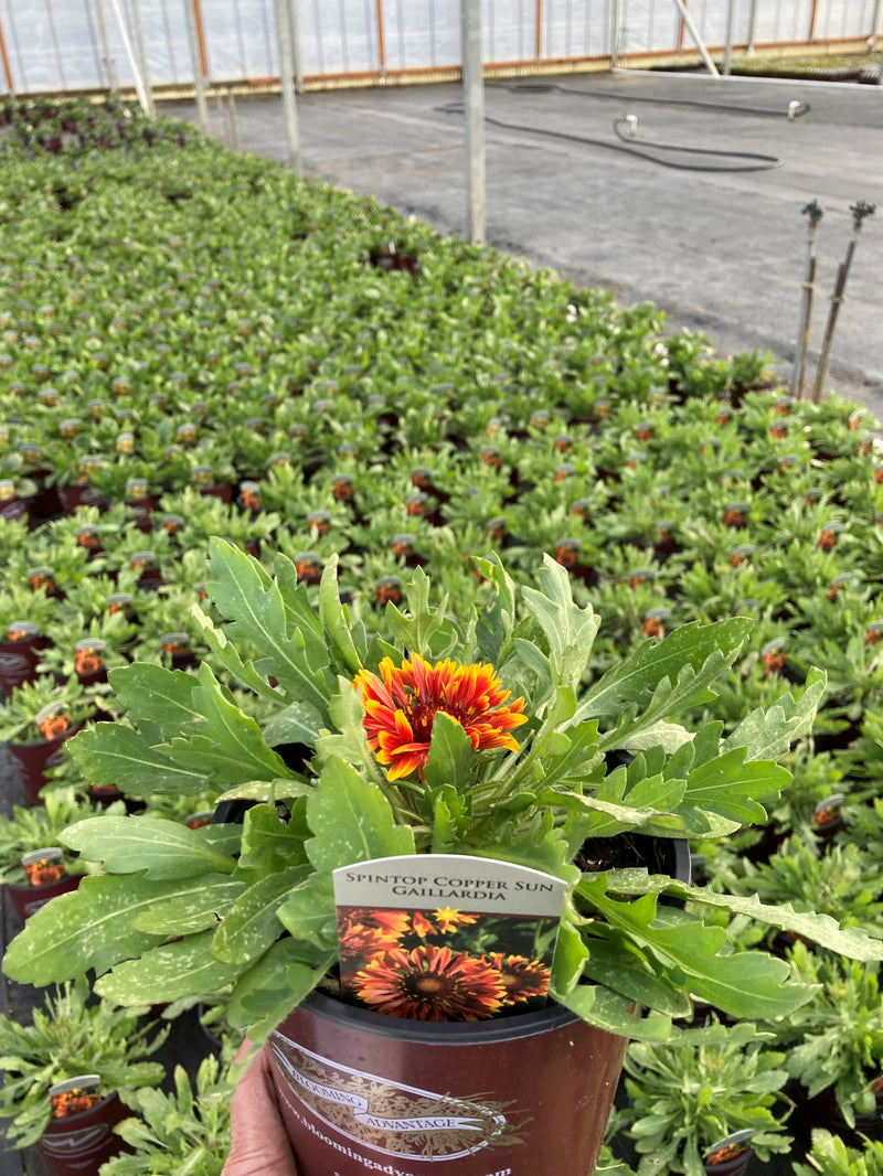 Gaillardia Spintop Copper Sun - 1 Gallon