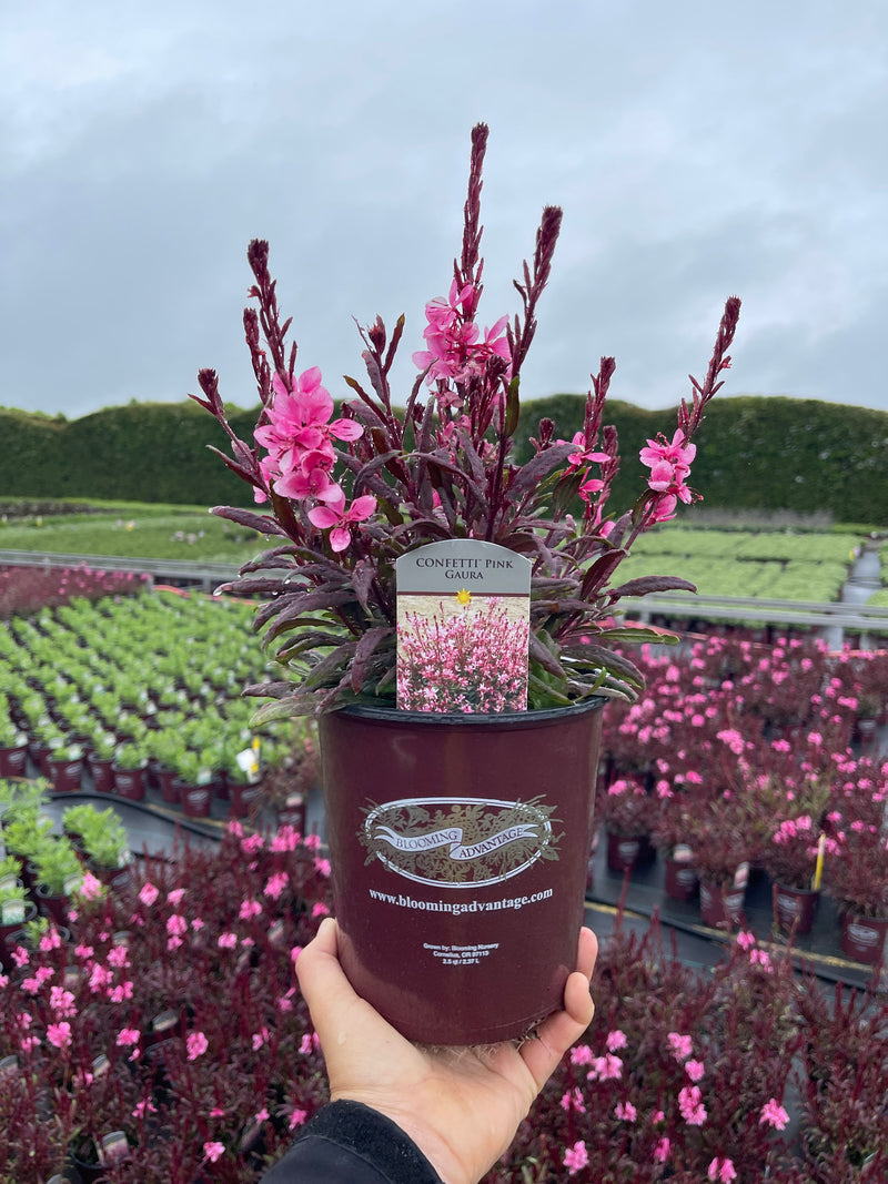 Gaura Confetti Pink - 1 Gallon