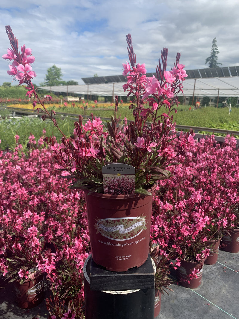 Gaura Confetti Pink - 1 Gallon