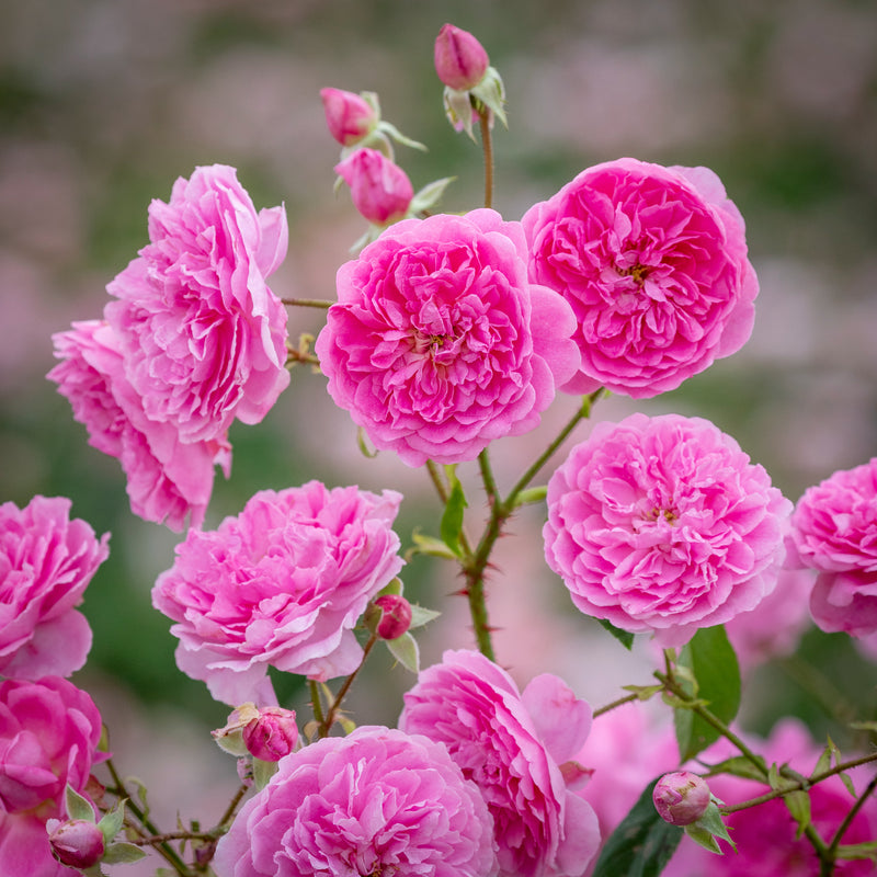 Rose David Austin Harlow Carr Bareroot