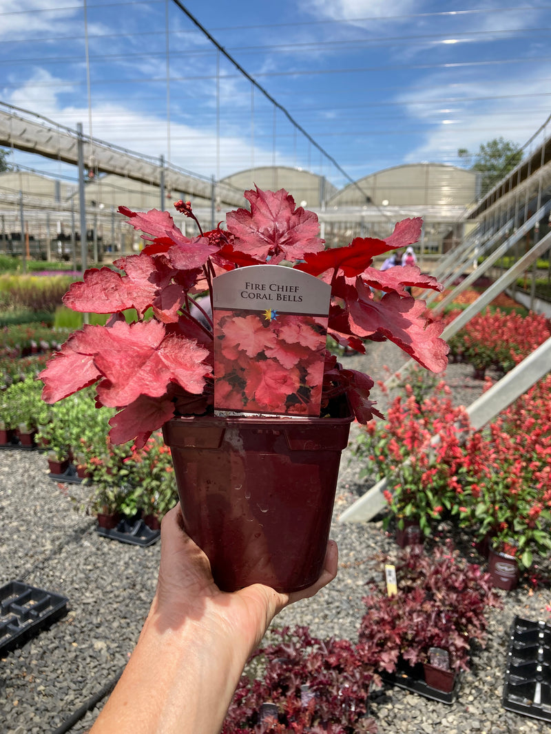 Heuchera Fire Chief - Quart