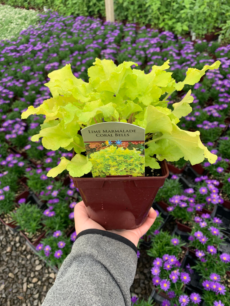 Heuchera Lime Marmalade - Quart