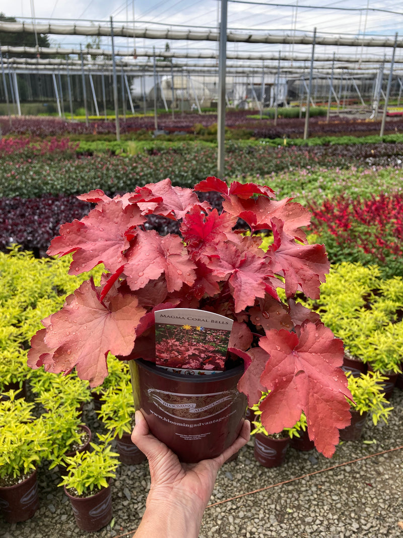 Heuchera Magma - 1 Gallon