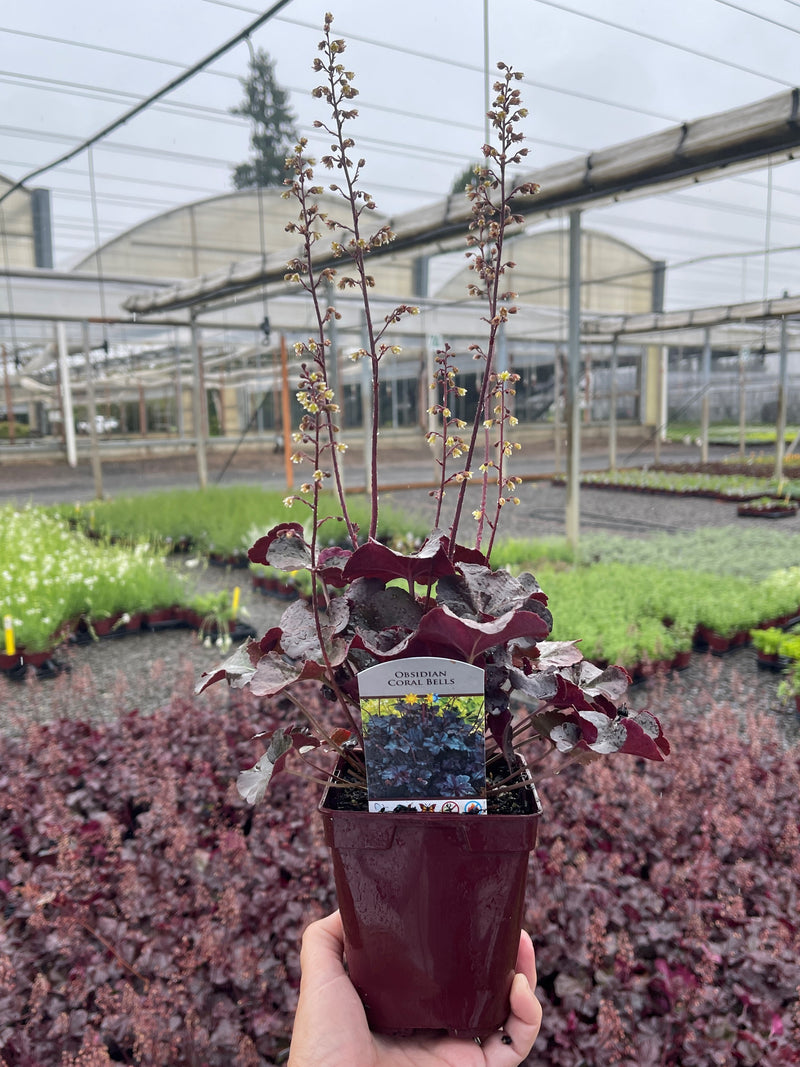 Heuchera Obsidian - Quart