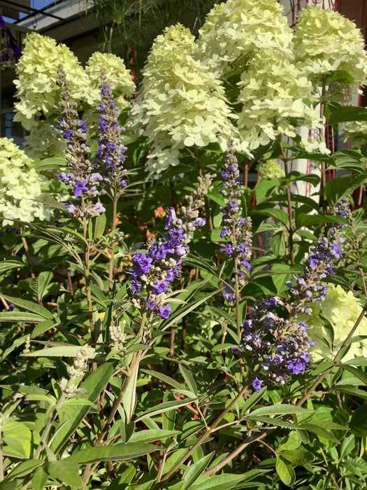 CLASS Late Season Luminaries: Plants that Shine in Autumn & Beyond