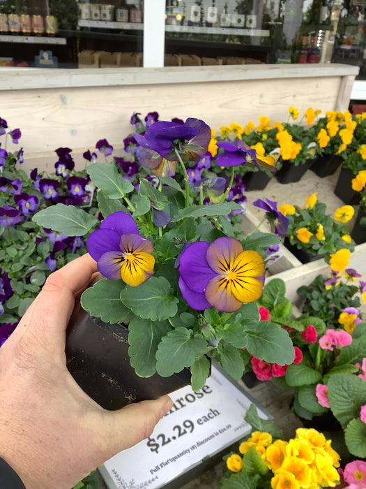 CLASS Autumn Arrangements: Designing Your Fall Containers