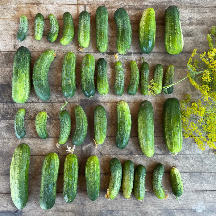 Pickling Cucumbers: Mini- 5lbs