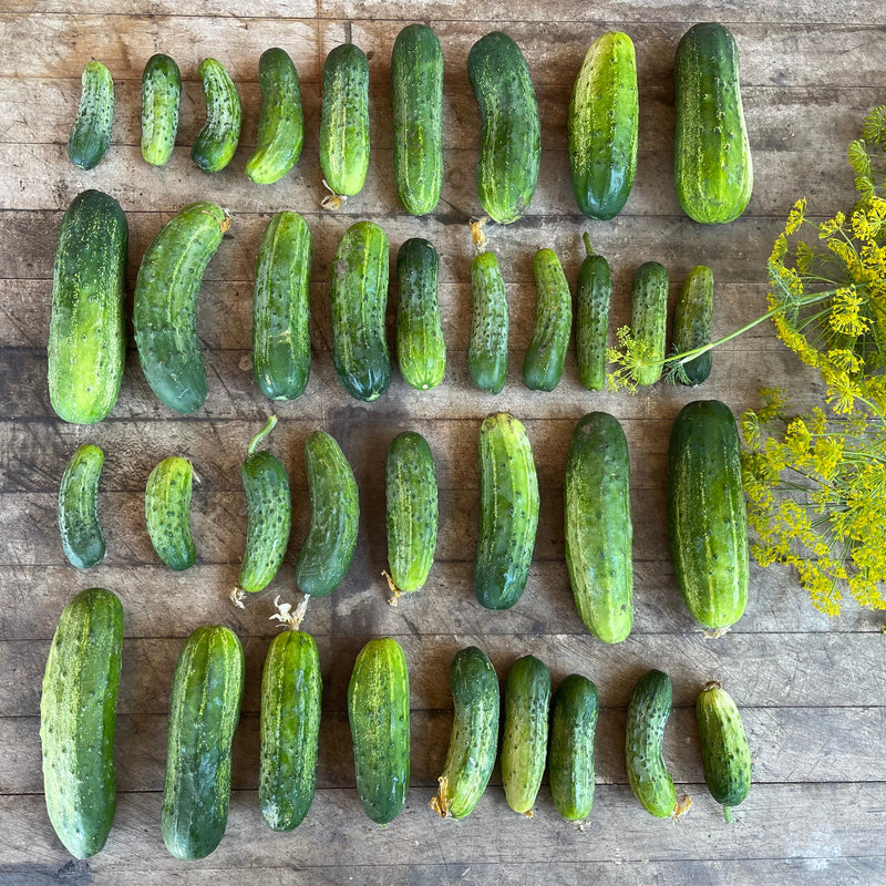 Pickling Cucumbers: Small- 10lbs
