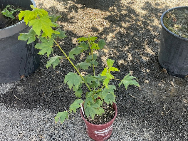 Acer circinatum Vine Maple - 1 Gallon