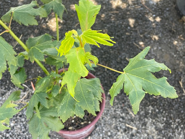 Acer circinatum Vine Maple - 1 Gallon