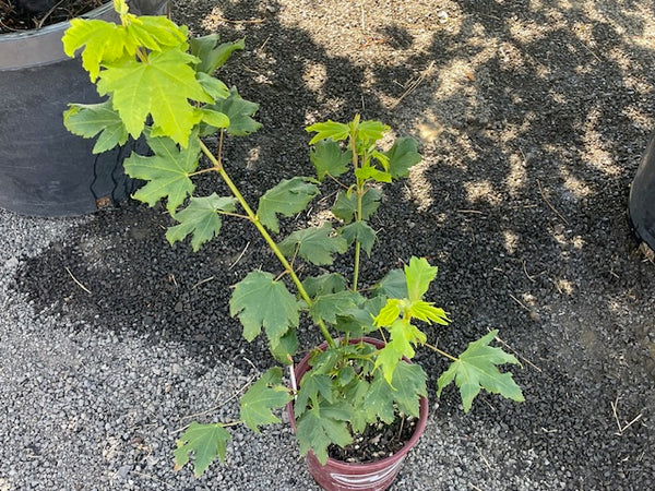 Shrubs