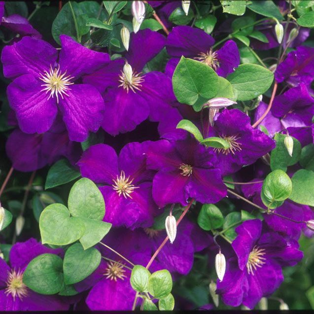 Clematis Jackmanii - 1 Gallon