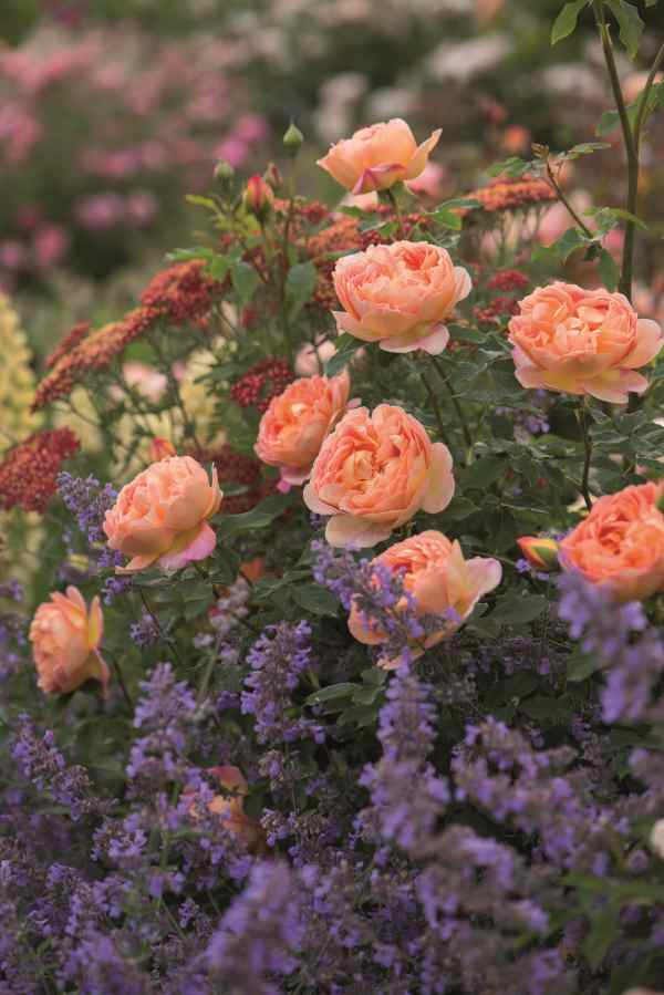 David Austin Lady of Shalott Rose - 2 Gallon — Blooming Junction