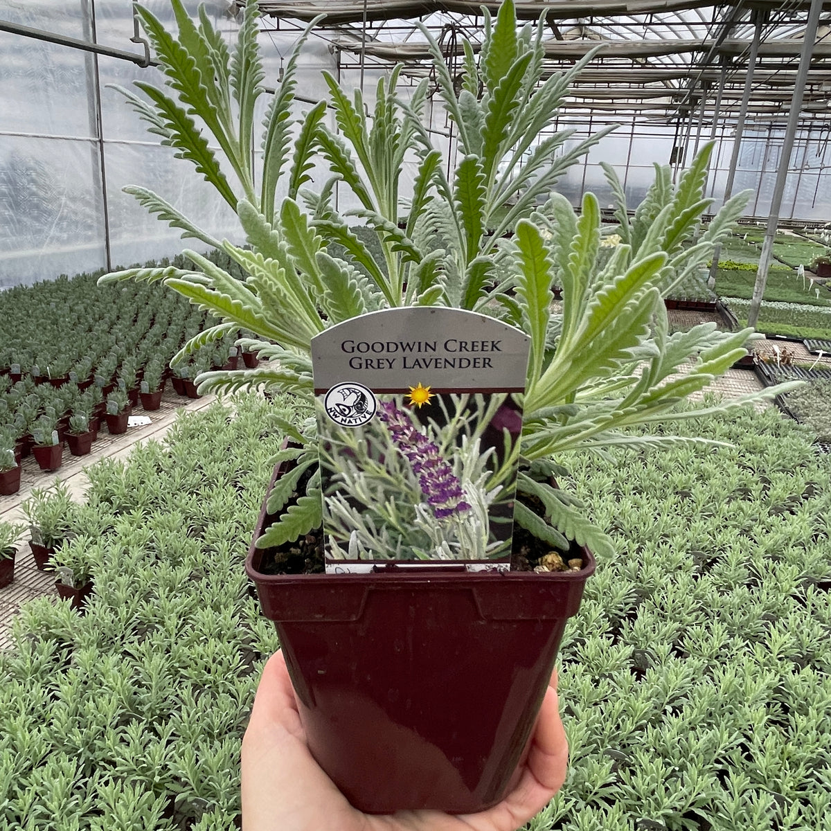 Lavender Goodwin Creek Grey - Quart — Blooming Junction