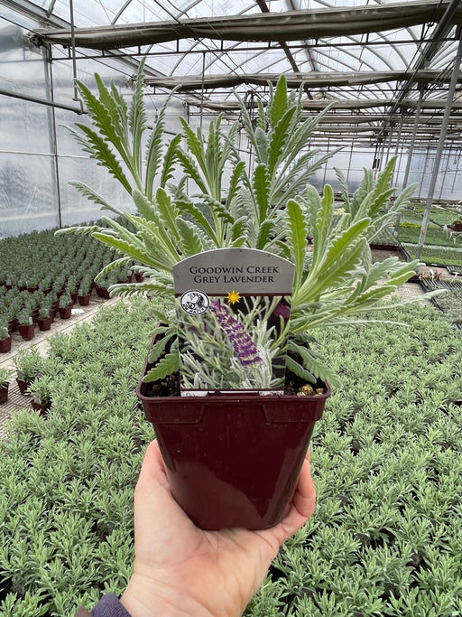 lavendar plants for sale Lavender Goodwin Creek Grey