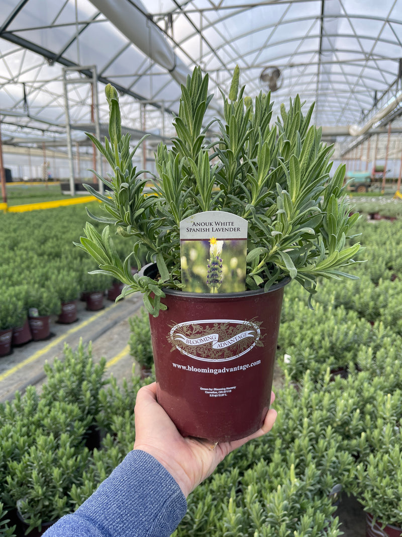 planting anouk lavender Lavender Anouk White