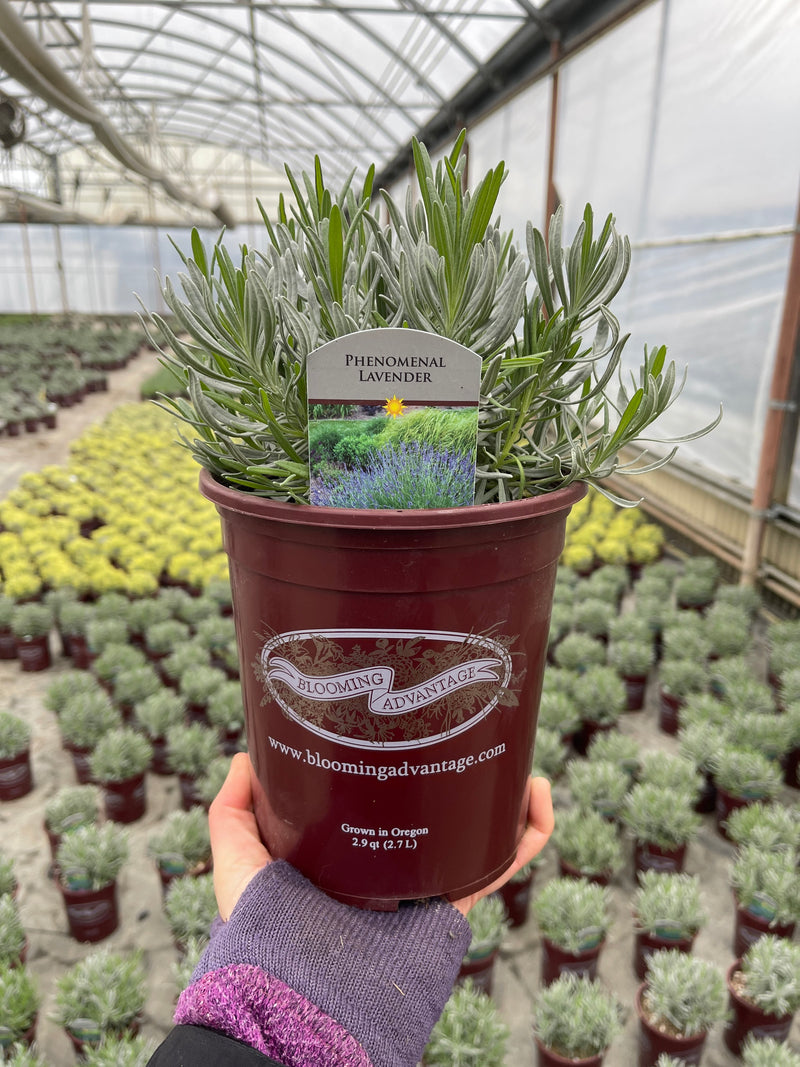 Lavender Phenomenal - 1 Gallon