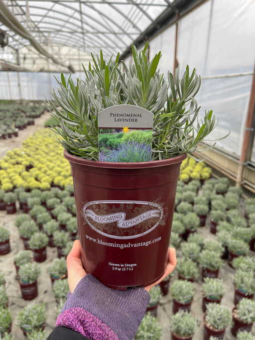 phenomenal lavender seeds for sale Lavender Phenomenal