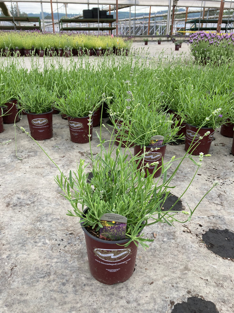 Lavender Hidcote Giant - 1 Gallon
