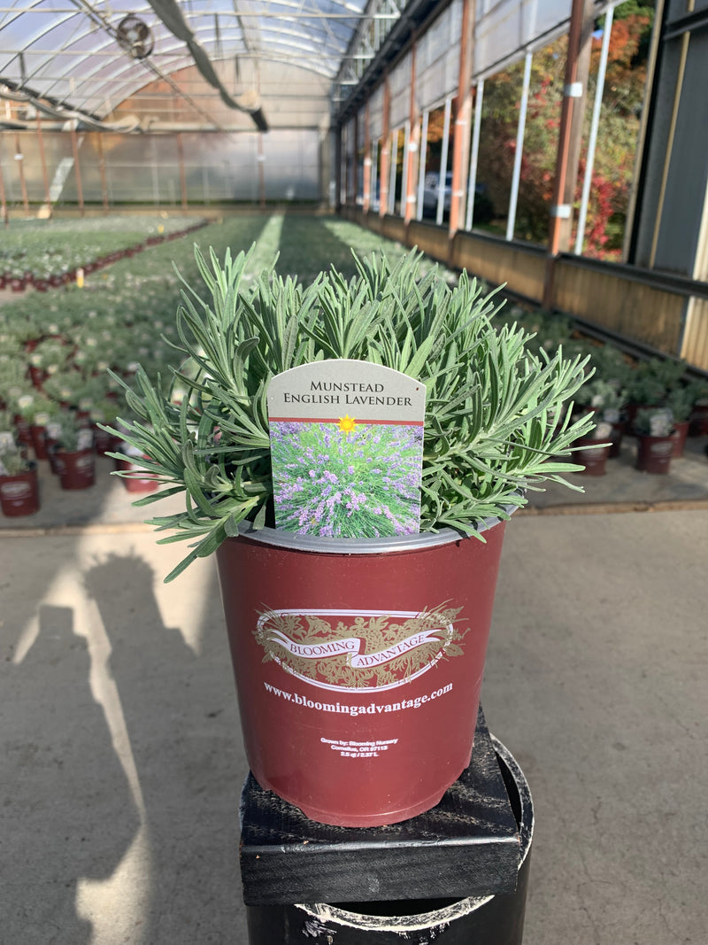 Lavender Munstead - 1 Gallon