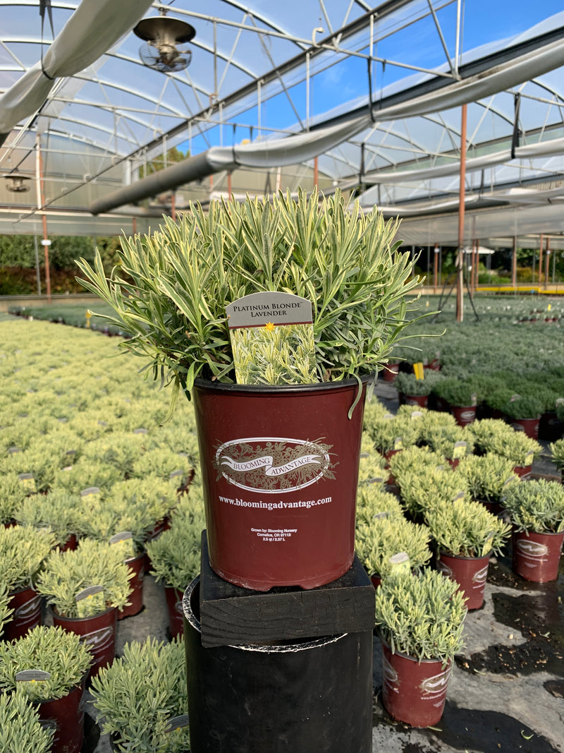 platinum lavender plant Lavender Platinum Blonde