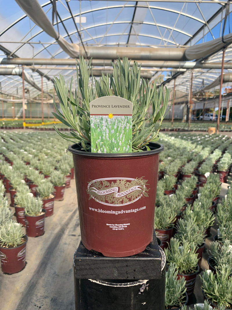 Lavender Provence - 1 Gallon