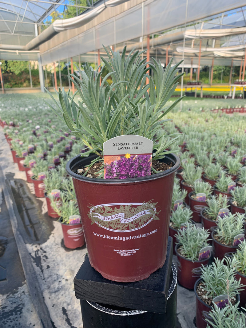 Lavender Sensational - 1 Gallon