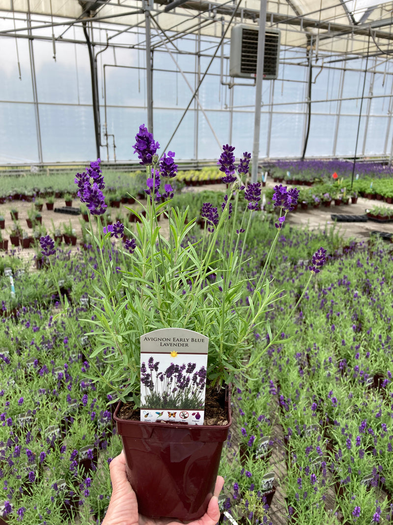 Lavender Avignon Early Blue - Quart