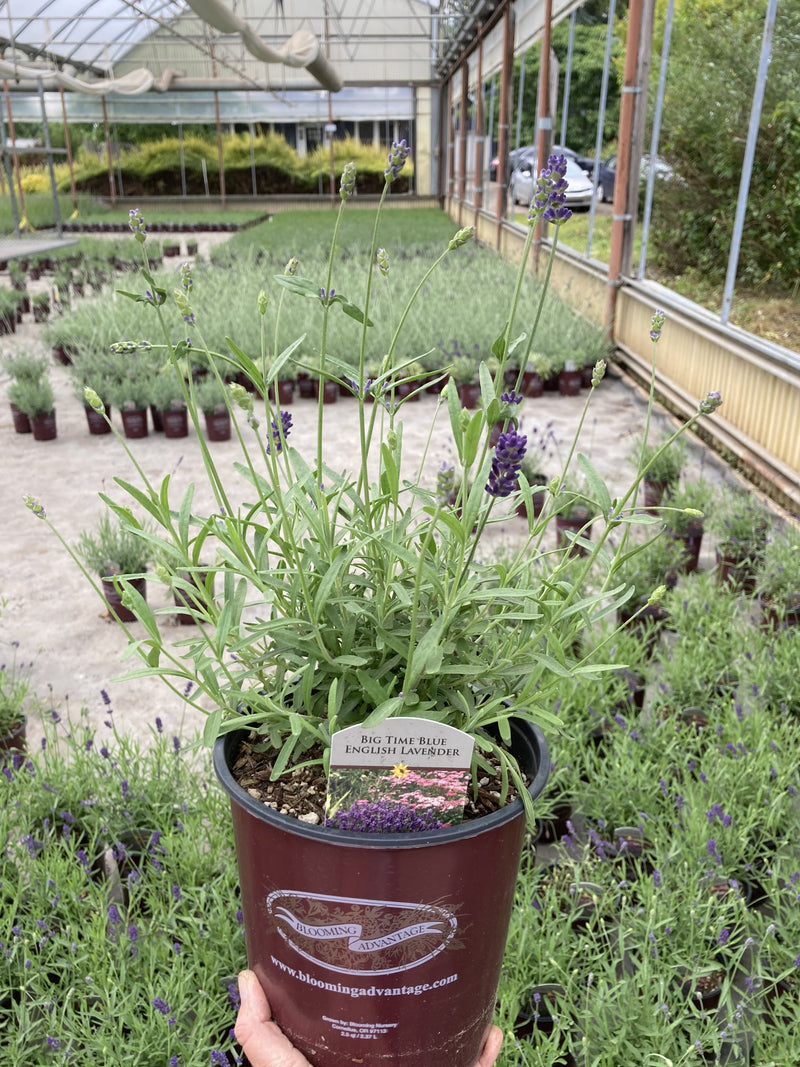 Lavender Big Time Blue - 1 Gallon