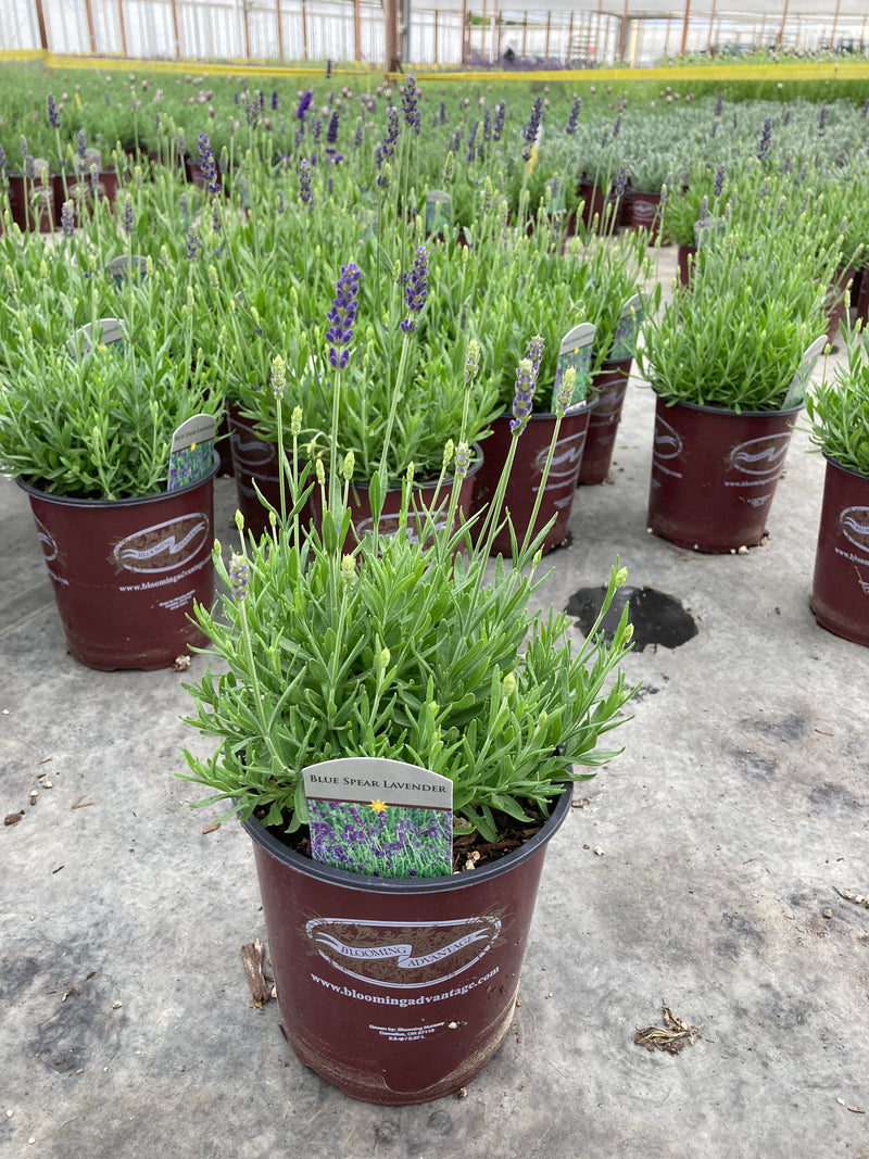 Lavender Blue Spear - 1 Gallon