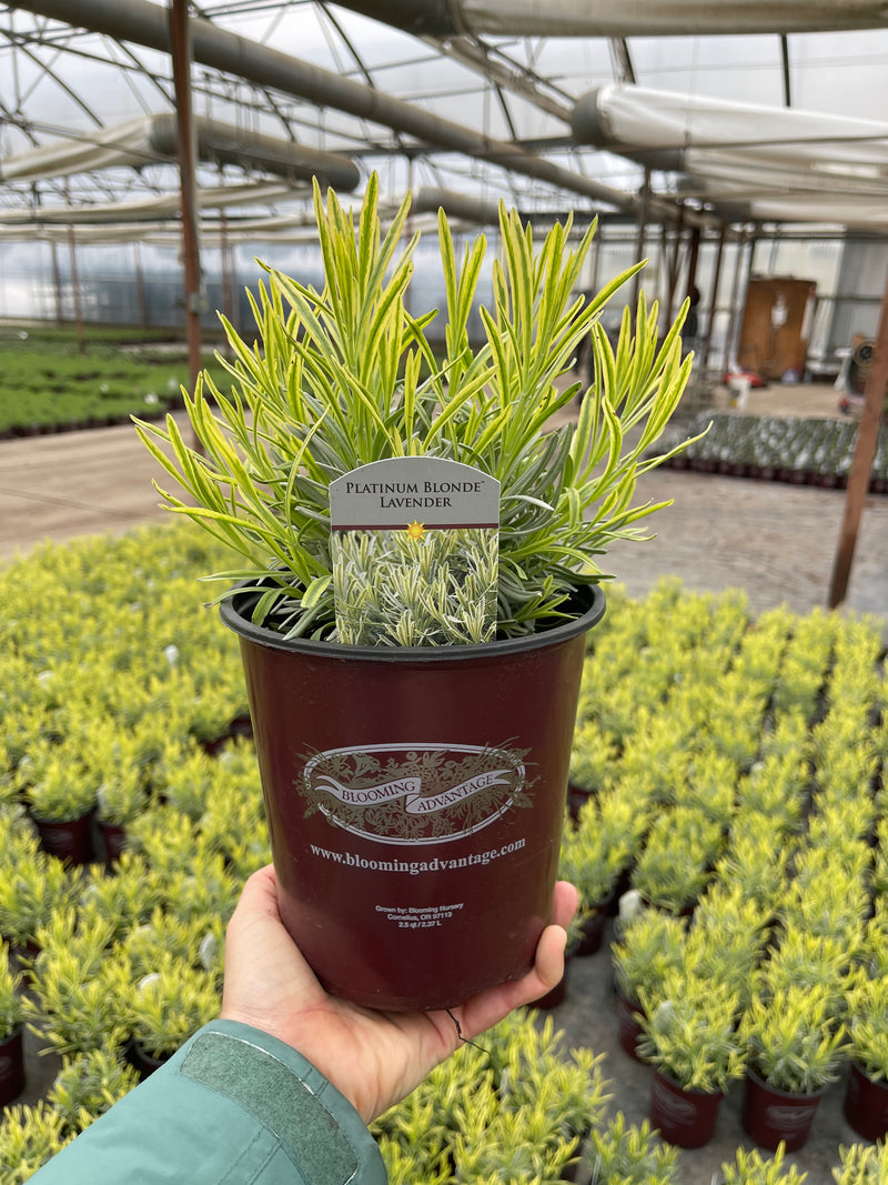 blonde lavender plant Lavender Platinum Blonde