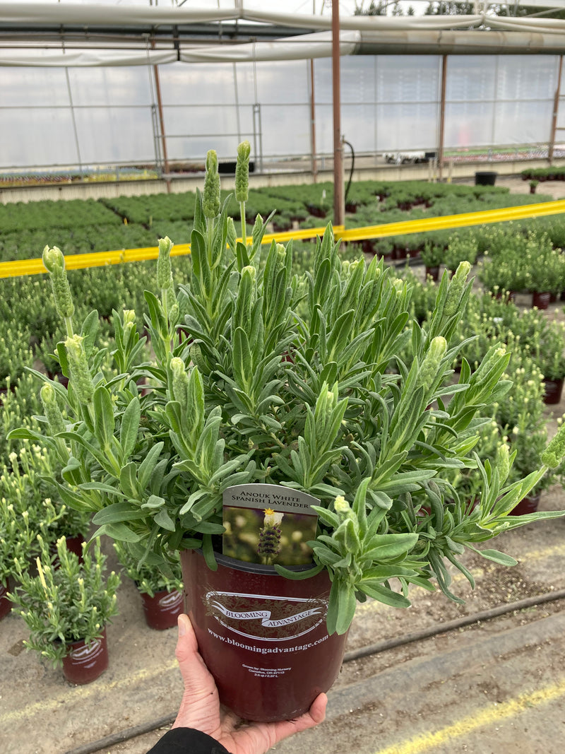 Lavender Anouk White - 1 Gallon