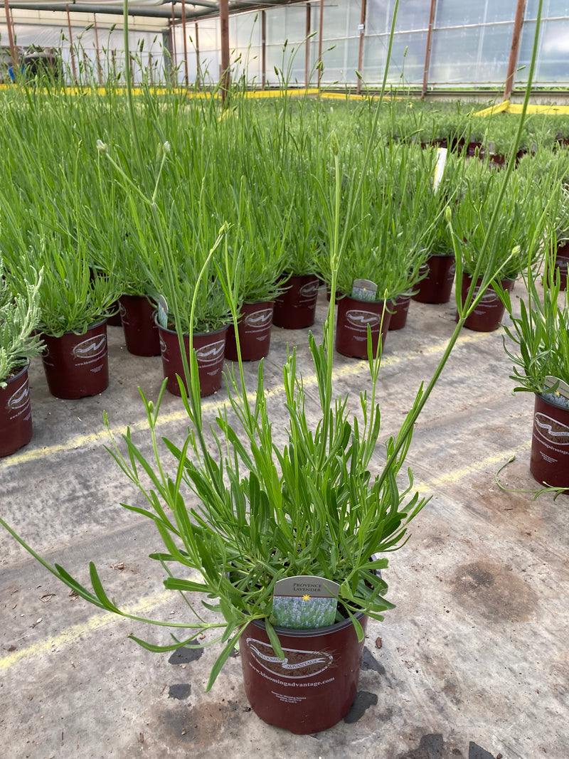 Lavender Provence - 1 Gallon