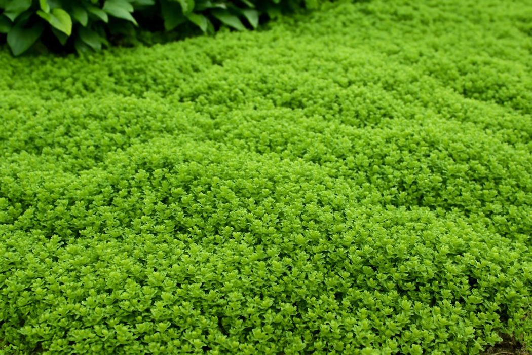 CLASS: The Green Carpet - Designing with Ground Cover