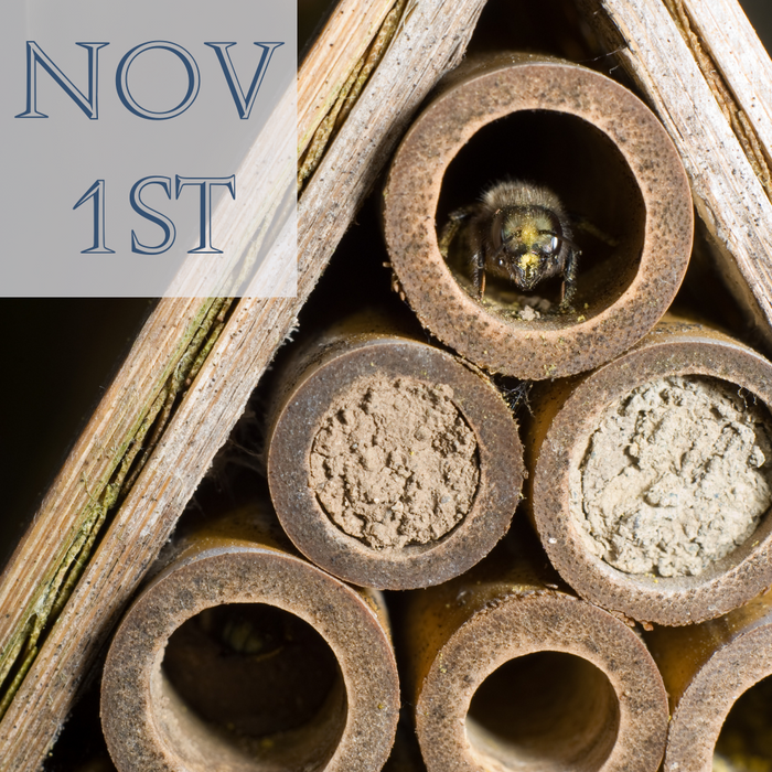 WORKSHOP: Mason Bees Fall Care 101