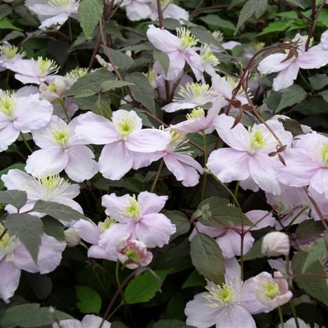 clematis montana Mayleen - 1 Gallon