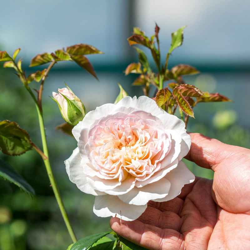 Rose David Austin Emily Bronte Bare Root Own Stock