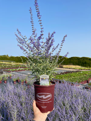 Plants & Gift Cards