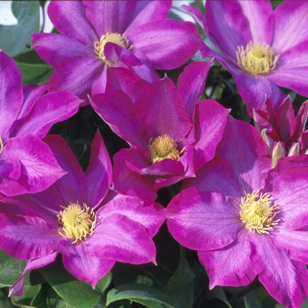 Clematis Pink Champagne - 1 Gallon