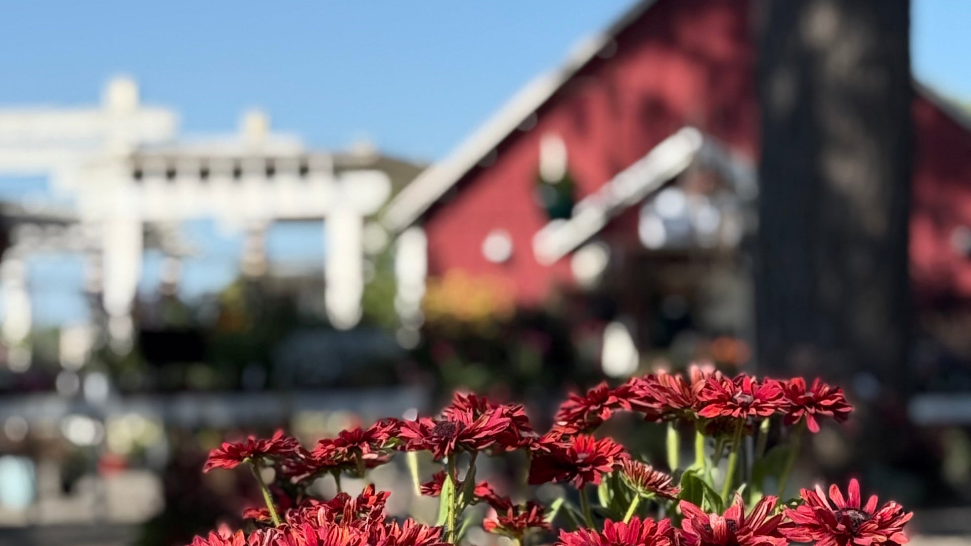 Red flowers in pots on a stone ledge with a blurred background of a red building and white pergola.